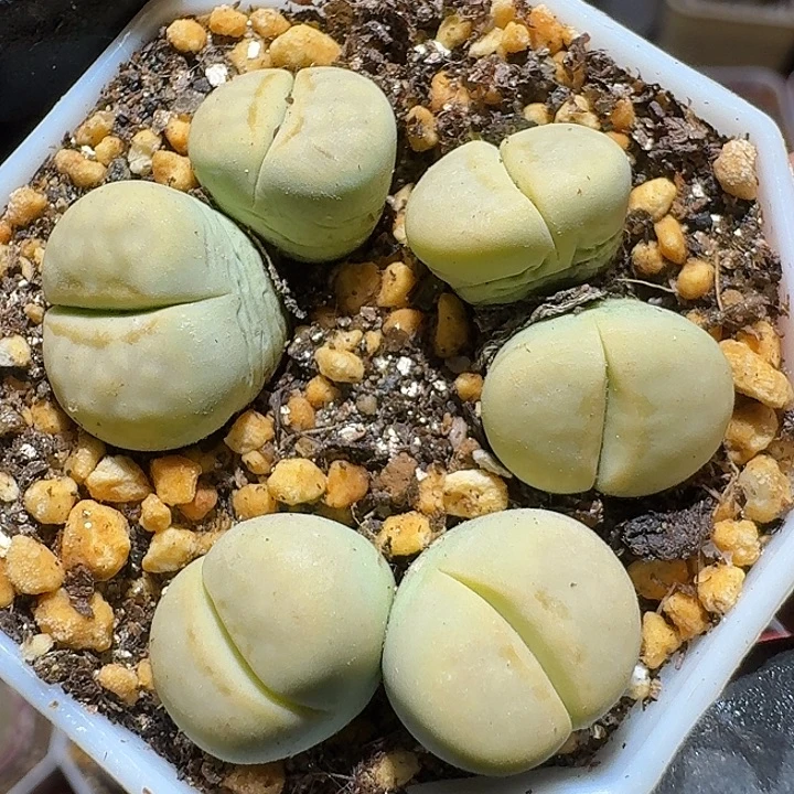 生石花221111。    275