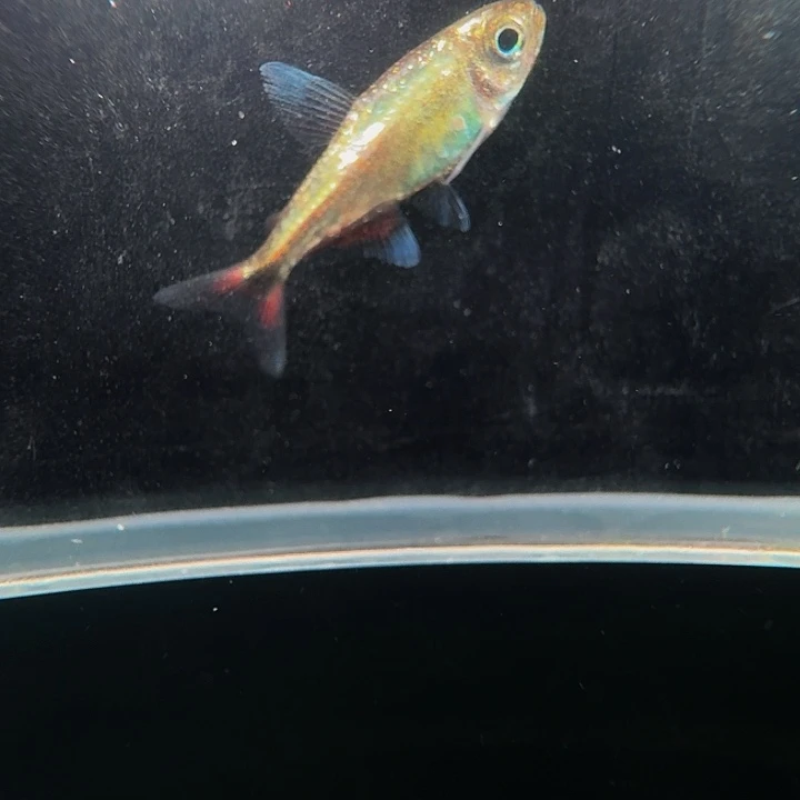 灯科鱼左下缸17号内金赤霞2厘米一条