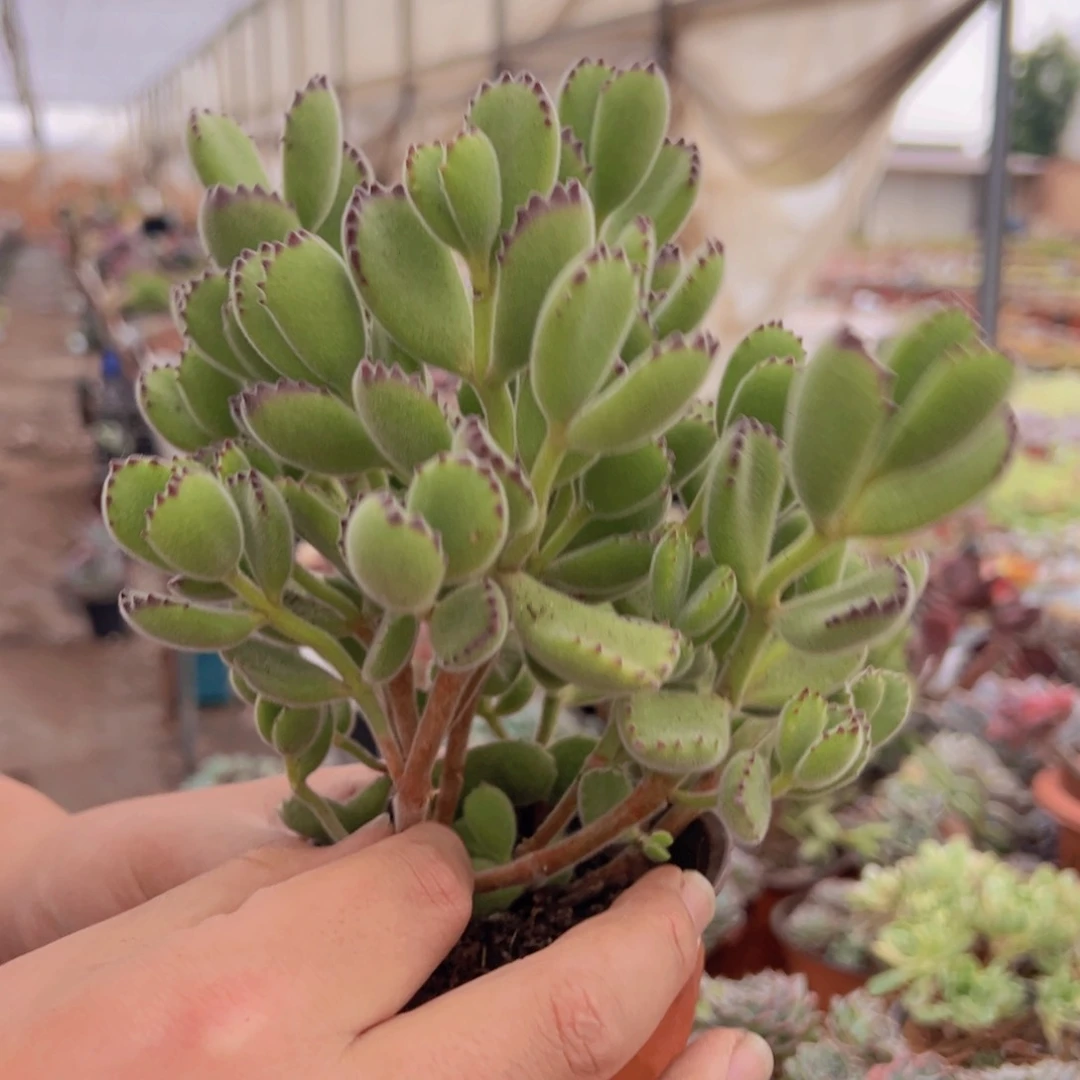 熊童子整装整群老桩