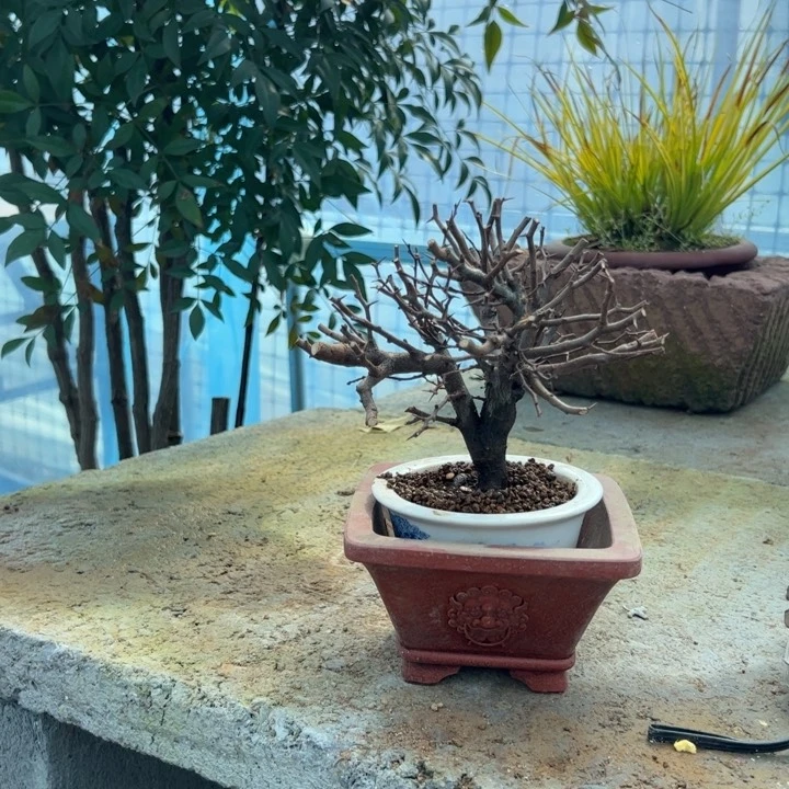 老*长寿梅盆景红花一号长寿梅
