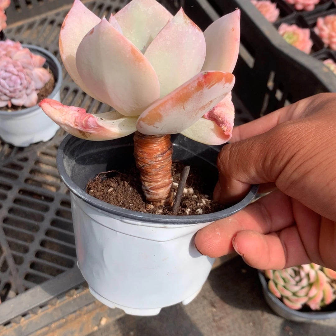 那就是说他也会给别人看