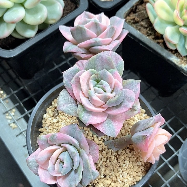 可爱玫瑰彩锦多肉