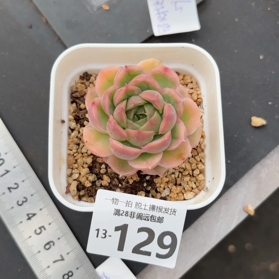 水晶虾饺单头多肉多