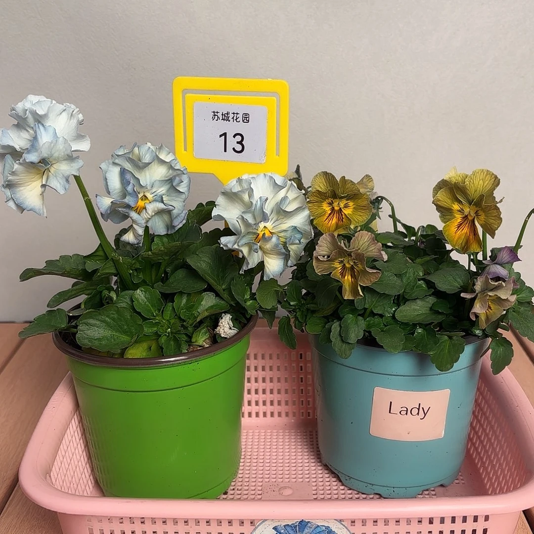 大部分开放少量花苞13