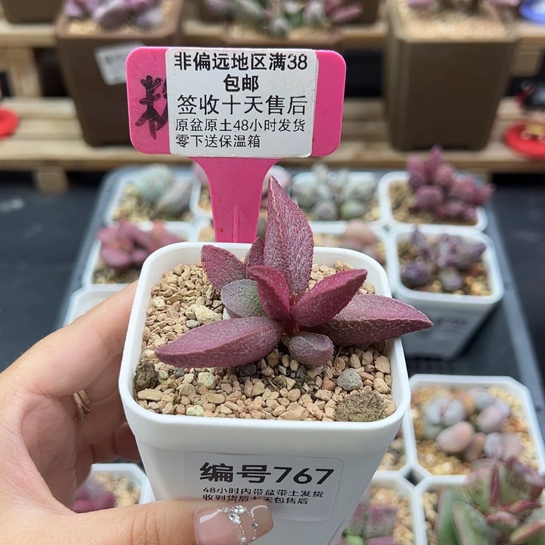 767粉红小猪多肉植物
