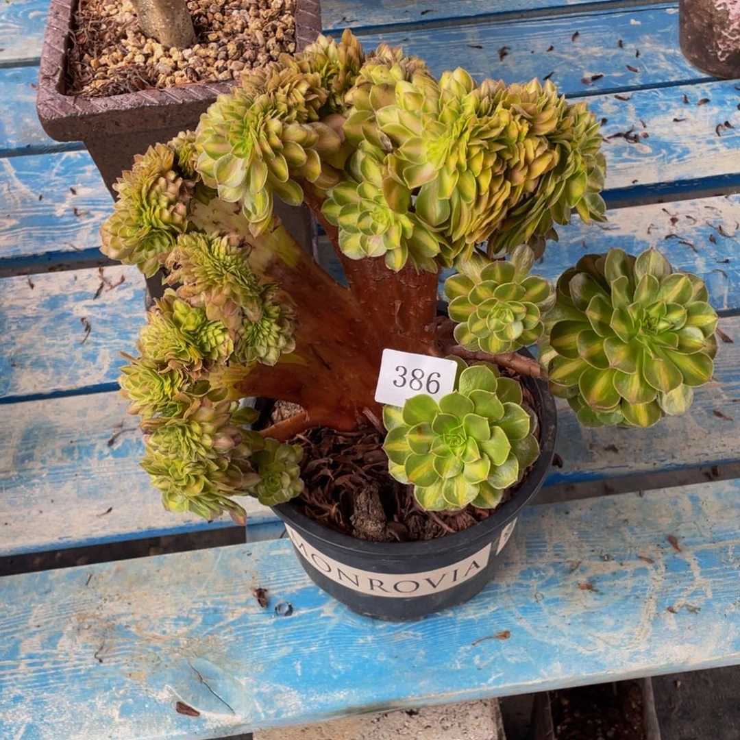 386号抹茶法师缀化