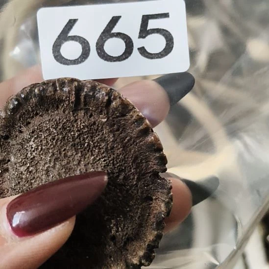 风***顺鹿角鹿角鹿角鹿角鹿角鹿角