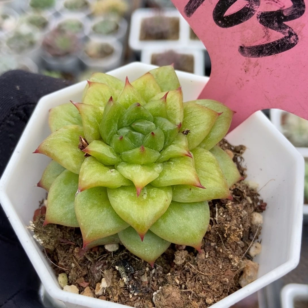 103玛丽亚锦多肉植物