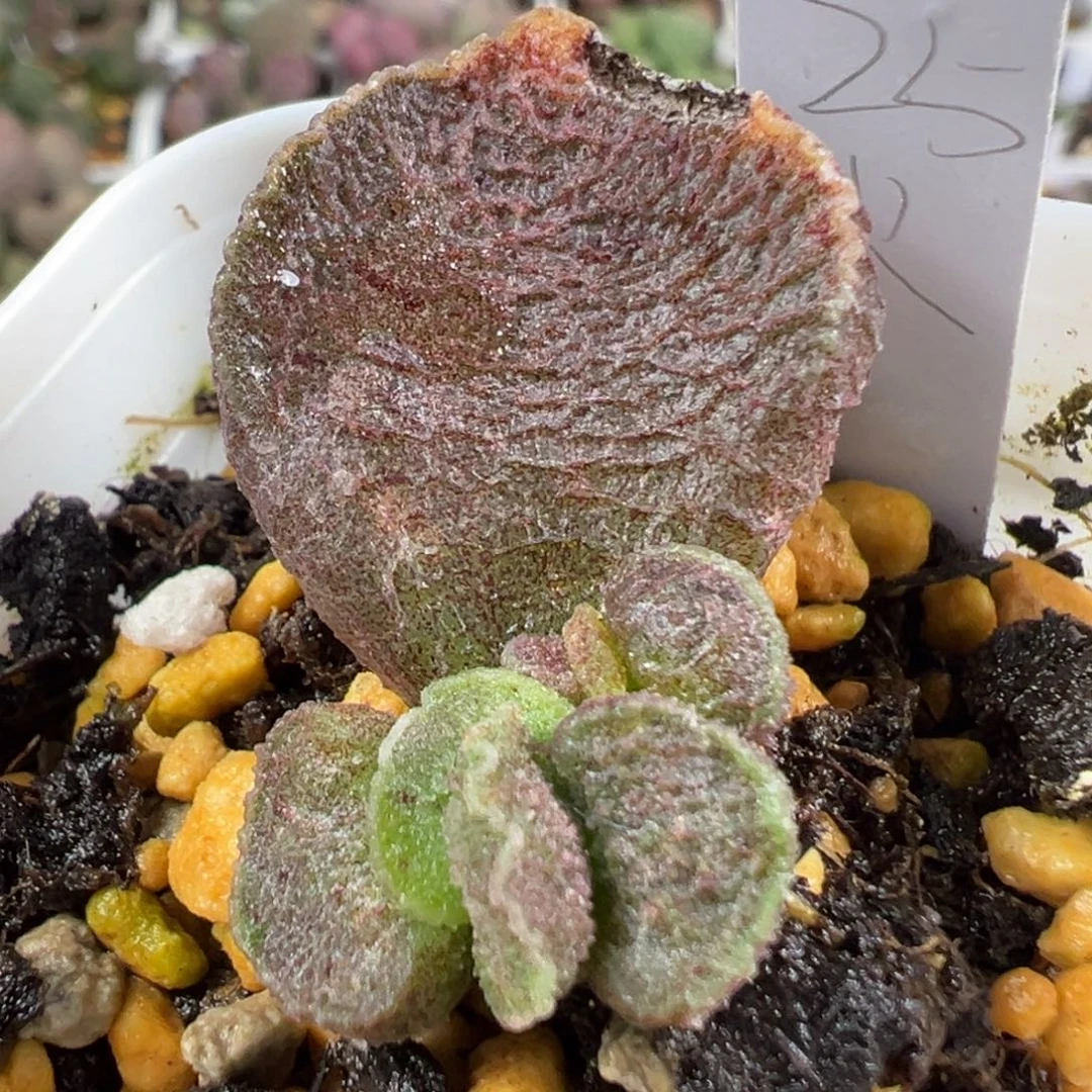 w火凤凰有干疤特价