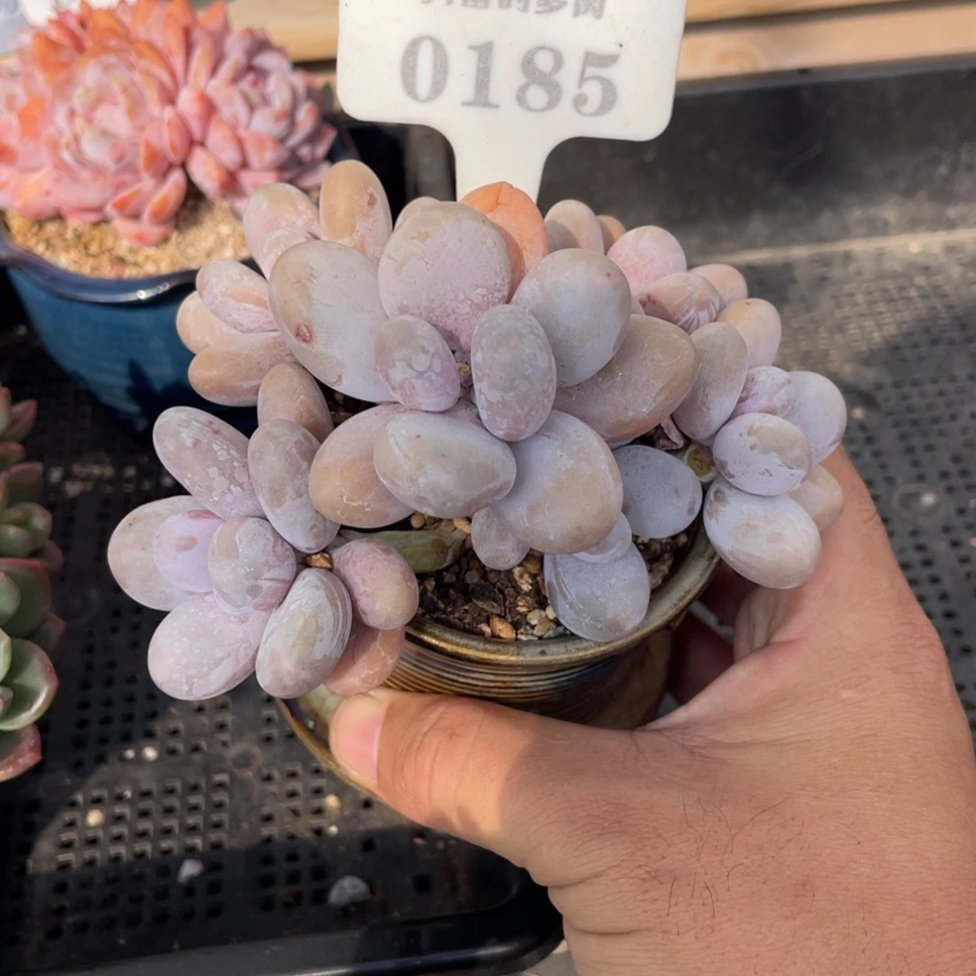 0185奶酪不带盆12厘米