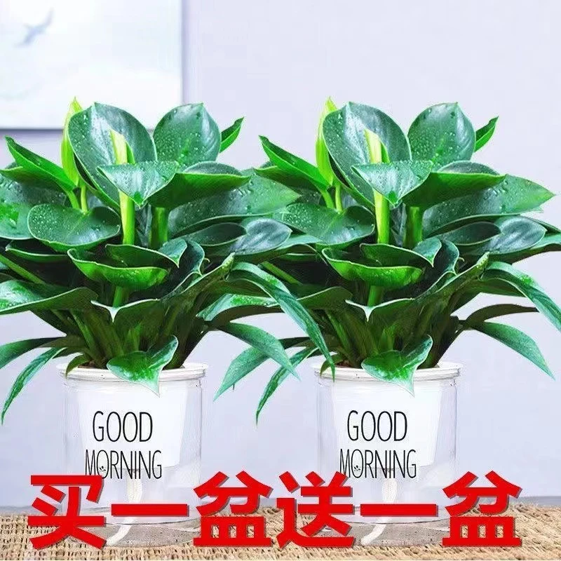 拍一发二净化空气吸甲醛金钻盆栽室内绿植四季常青办公室客厅书房