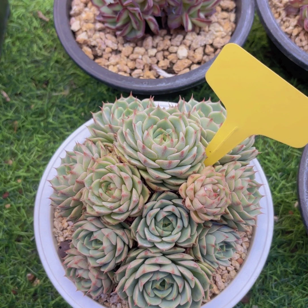 杨***姐我的小可爱们都好可爱