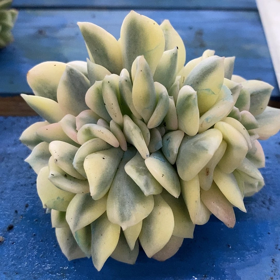 596雪精灵锦缀化多肉植物