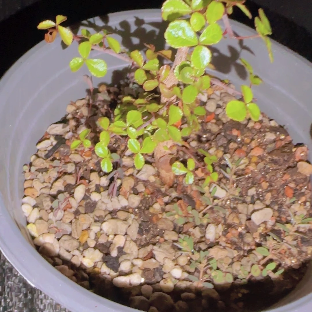 范***圆块根植物块根植物