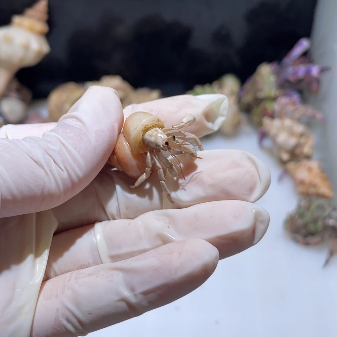 V10 紫陆小蓝白1.0口