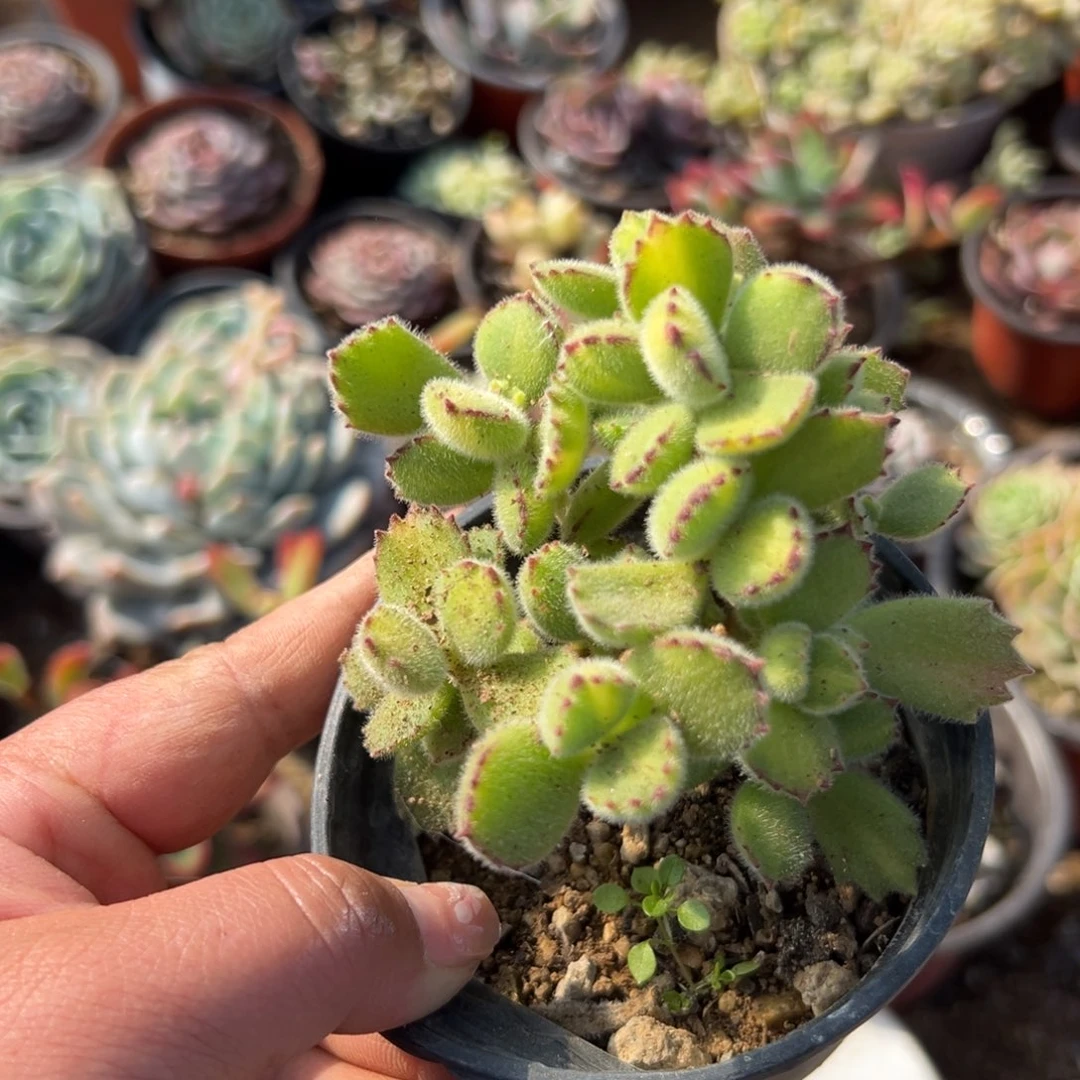 多肉植物多肉植物