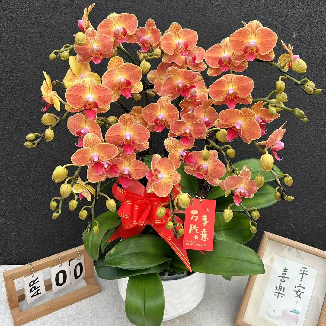 不语园艺（心想事橙）蝴蝶兰花卉鲜花高雅唯美高级盆栽观花红色花卉
