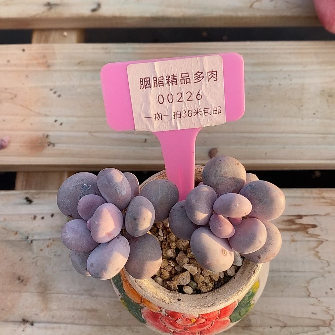 00226，璐璐看具体咯咯