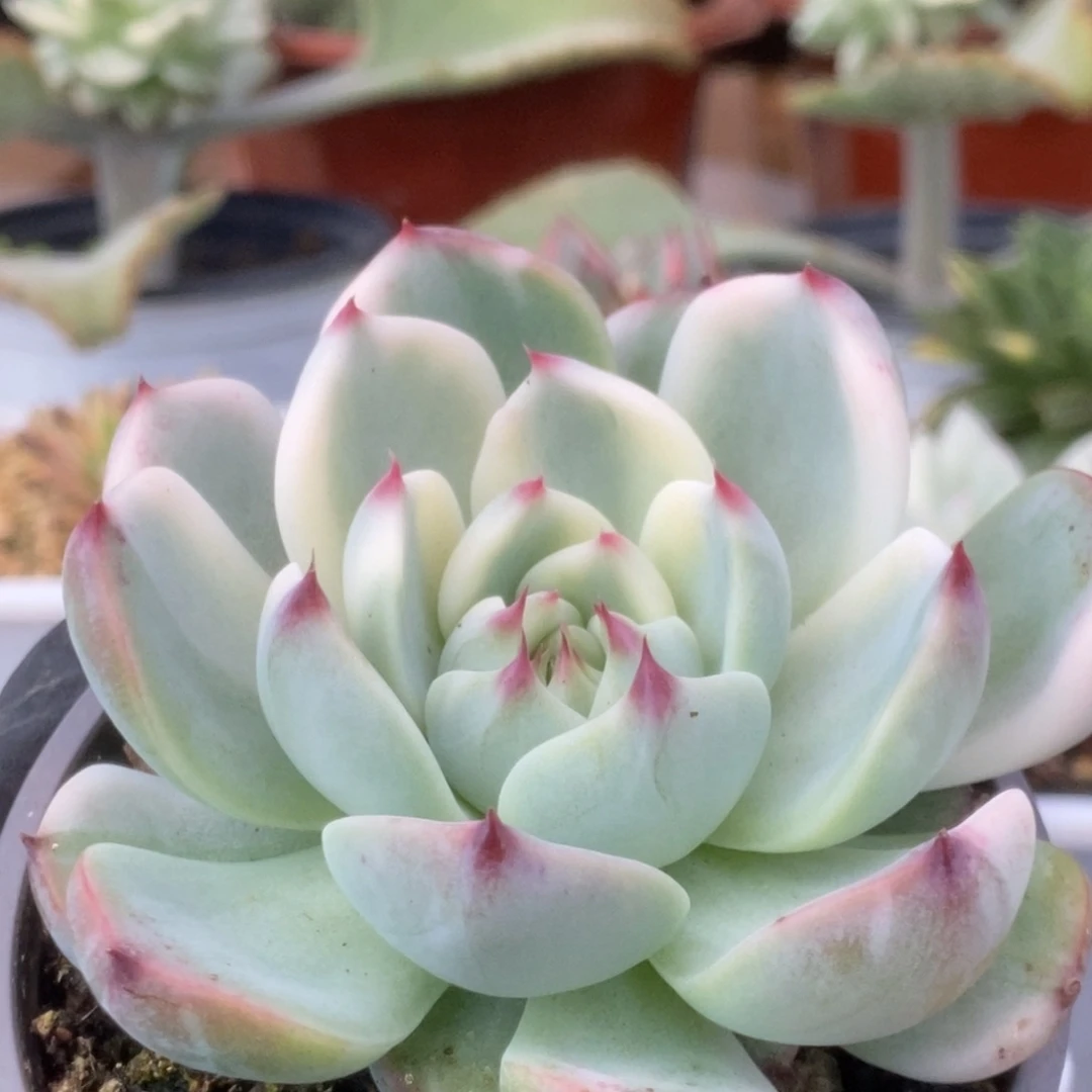 418锦锦锦锦锦锦锦锦