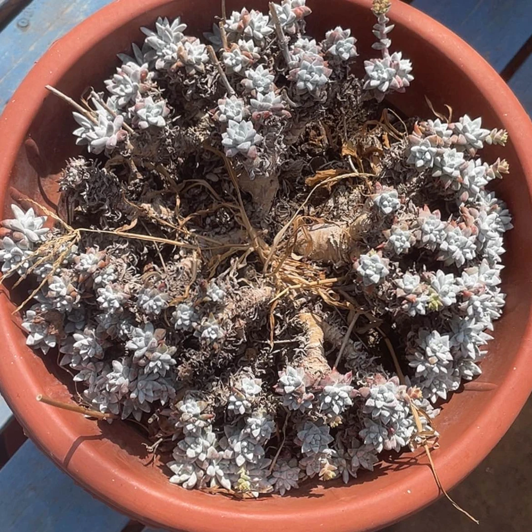 【闪购商品】瑕疵特价不售后格诺马