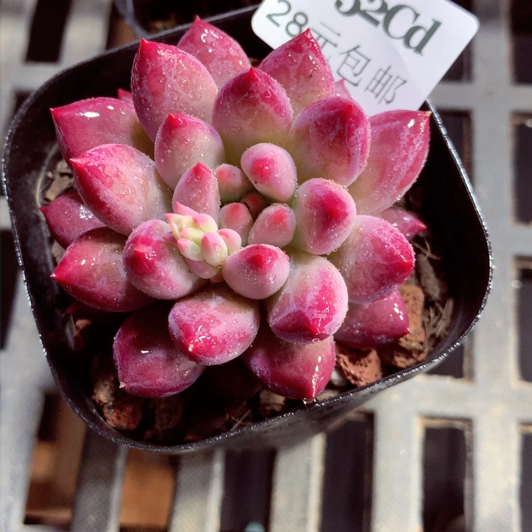 5厘米盆精控多肉4252