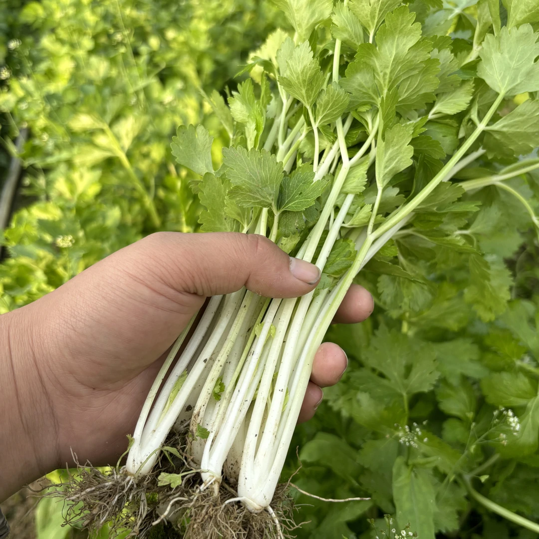 小香芹 湖北农家香芹菜 香味浓郁 2斤3斤包邮