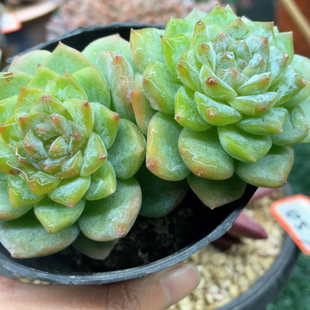 054一物一一拍一拍