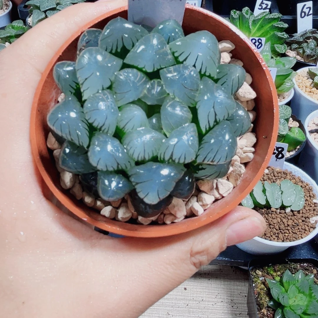 孔明灯多肉植物66666