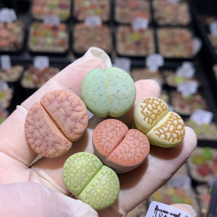 蚂***镜zzz精品生石花92