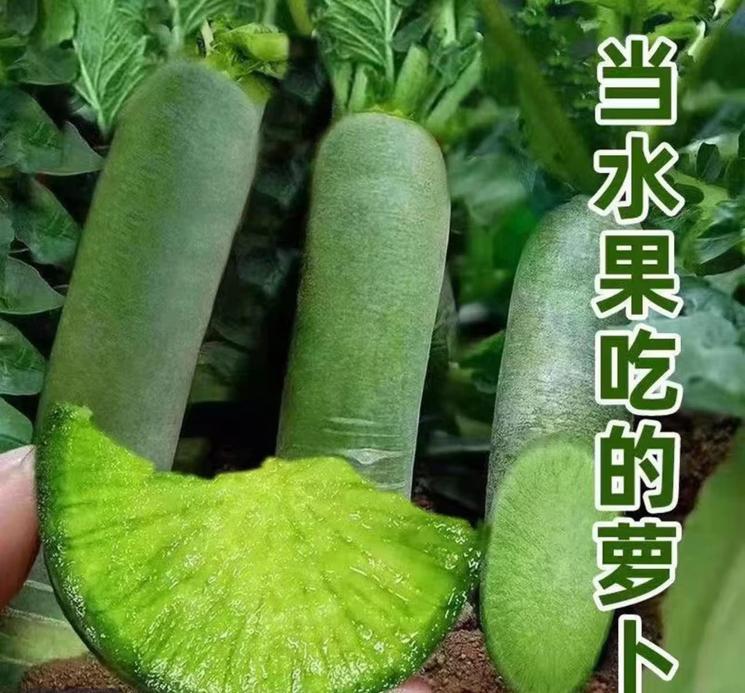 新鲜现摘水果萝卜生吃甜脆可口