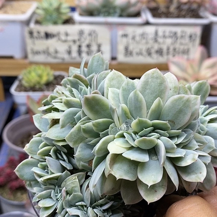 01227 小白龙覆轮锦缀