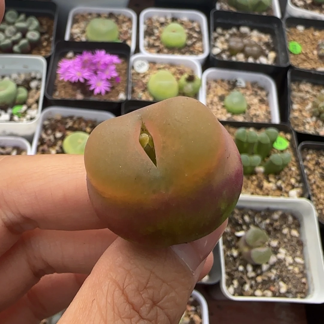 2.8cm瑕疵（多肉植物236