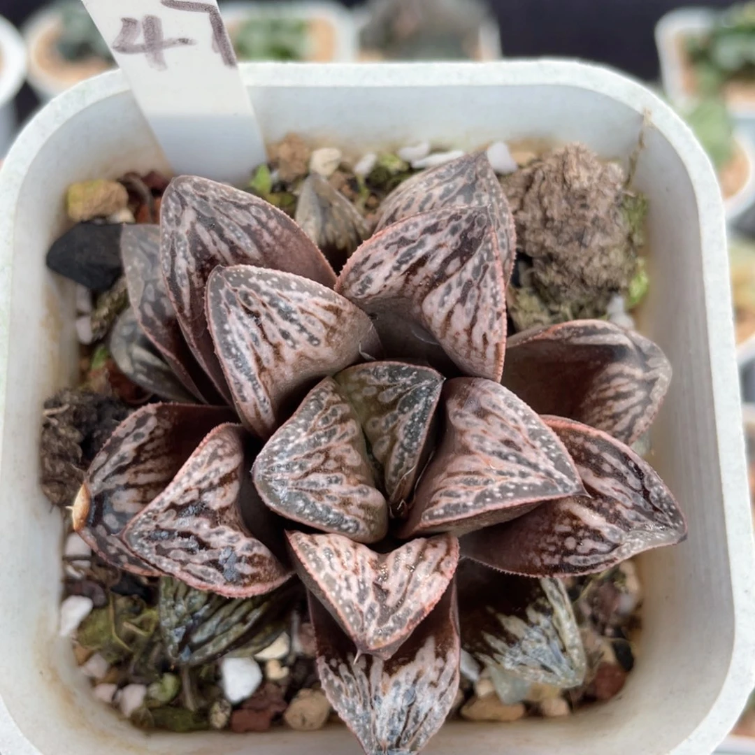 47印加玫瑰。