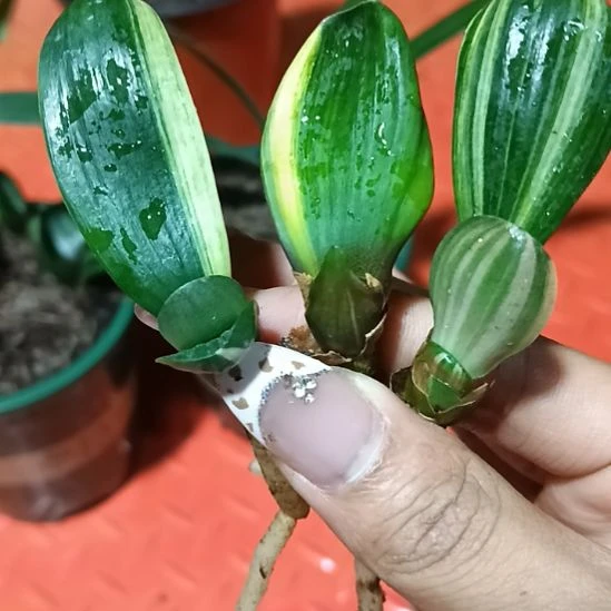 人**客特色花卉君子兰小苗，