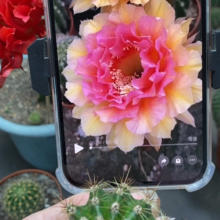 香香42号侧芽4.5-5公分左右