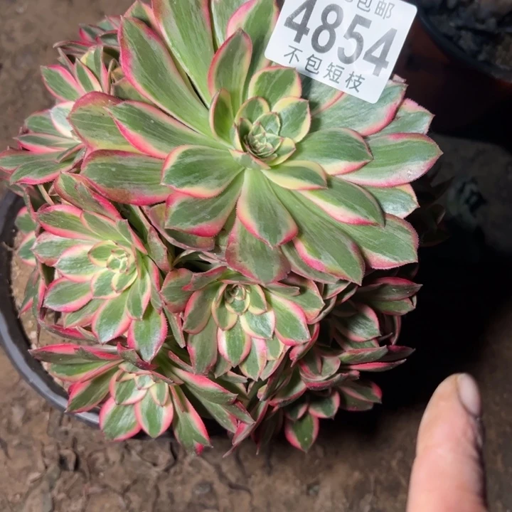 云河多肉植物法师4854
