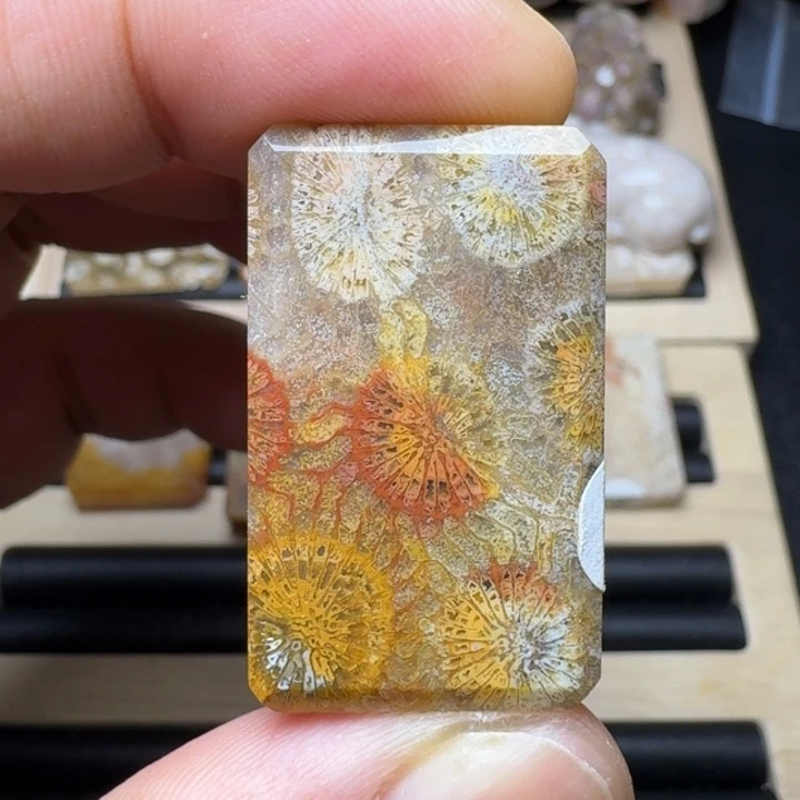 硅化珊瑚（珊瑚玉）未镶嵌纯天然色有机玉石保真色