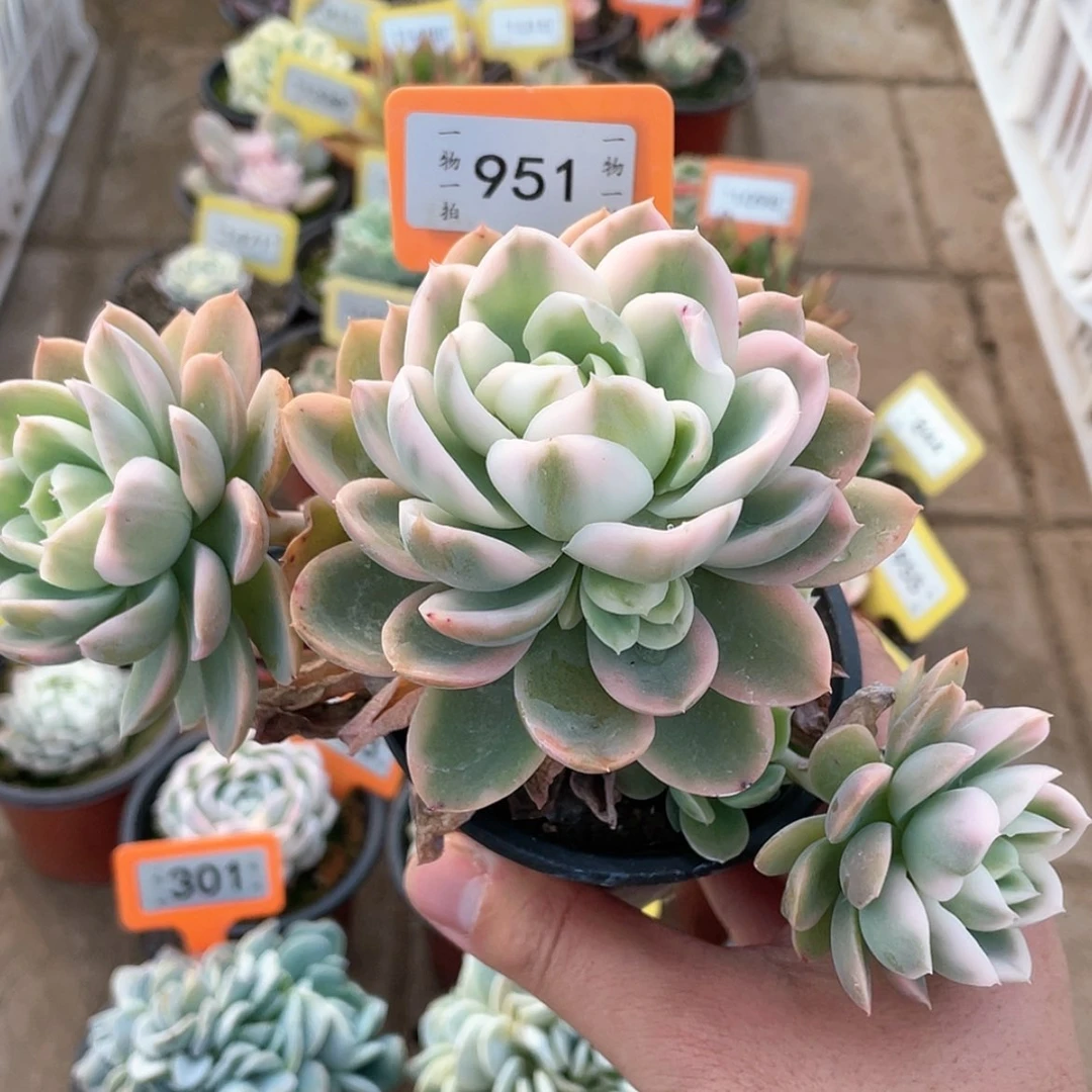 【闪购商品】951号