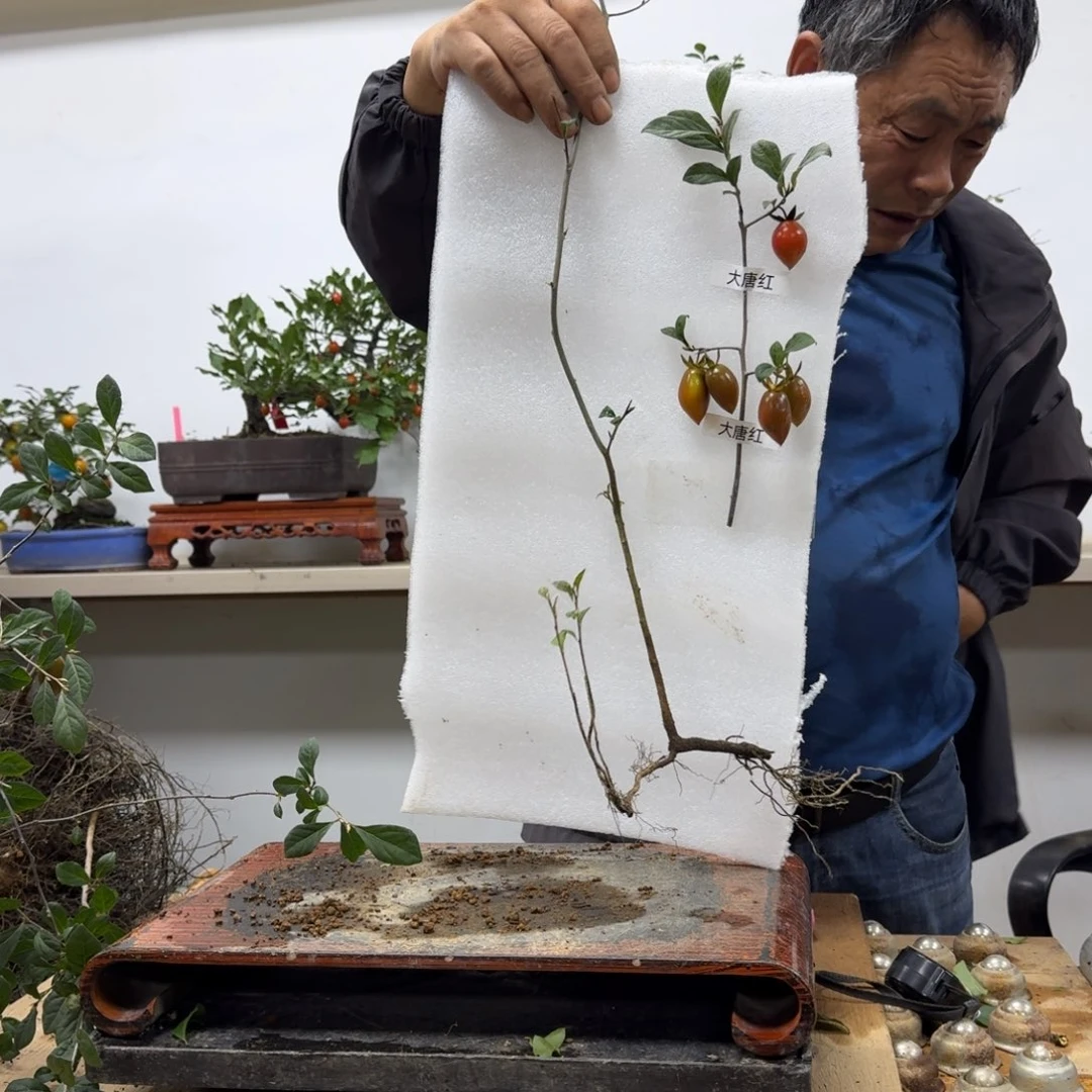 无花朵534顺丰到付不包邮