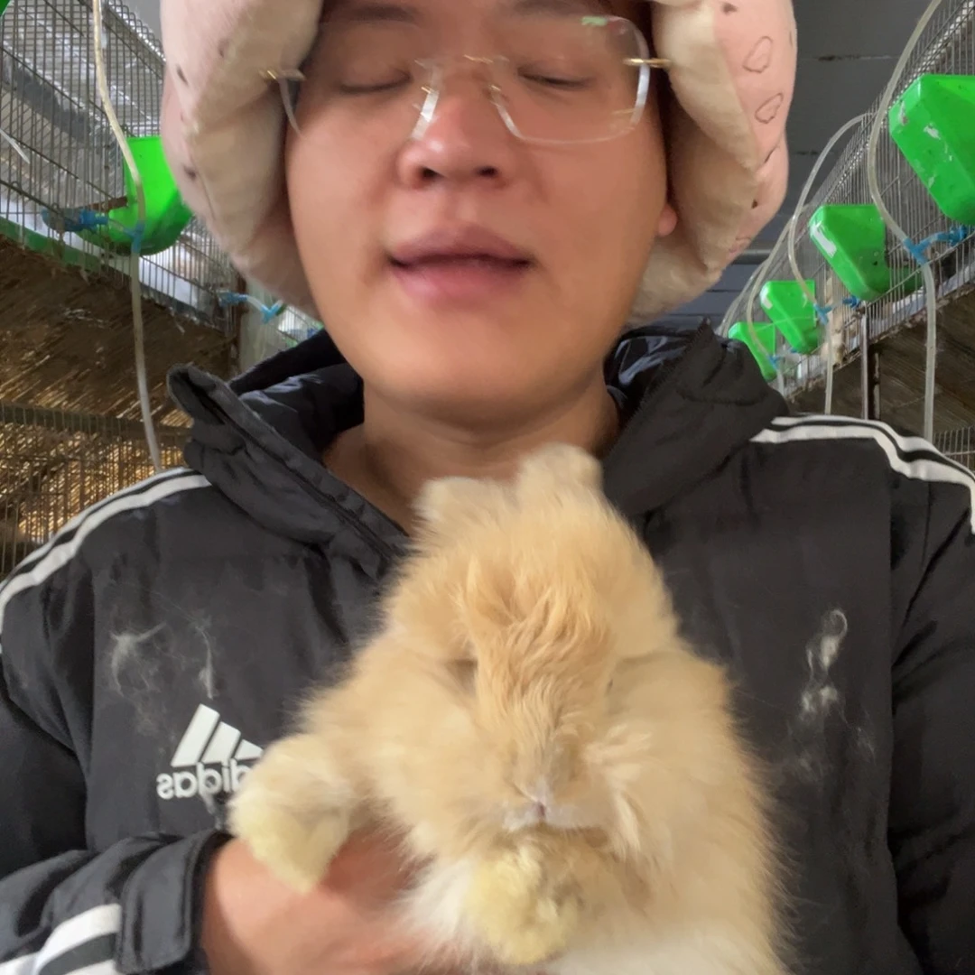 双血统英系安拉兔子