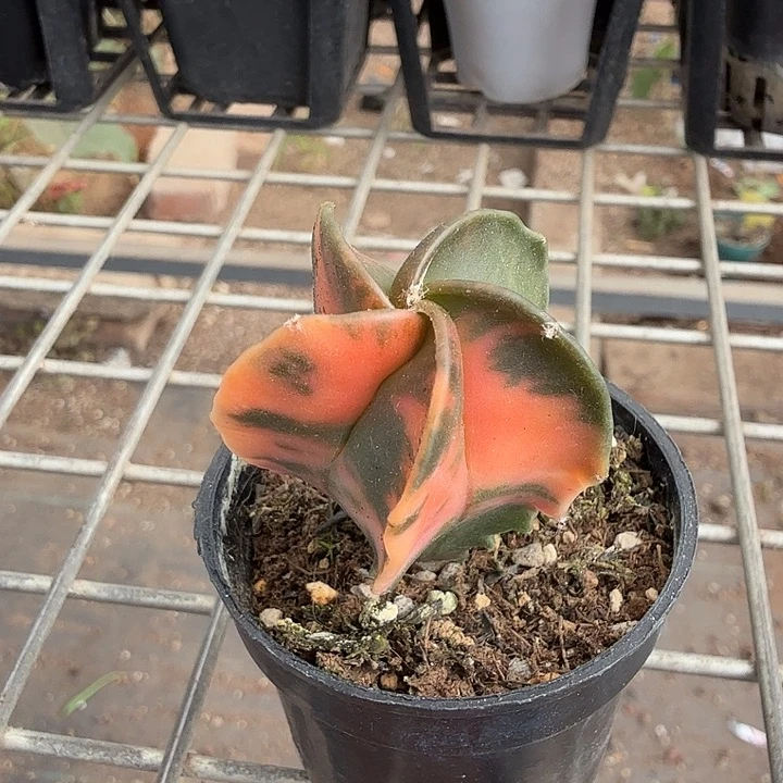 实生鸾凤玉锦3仙人球