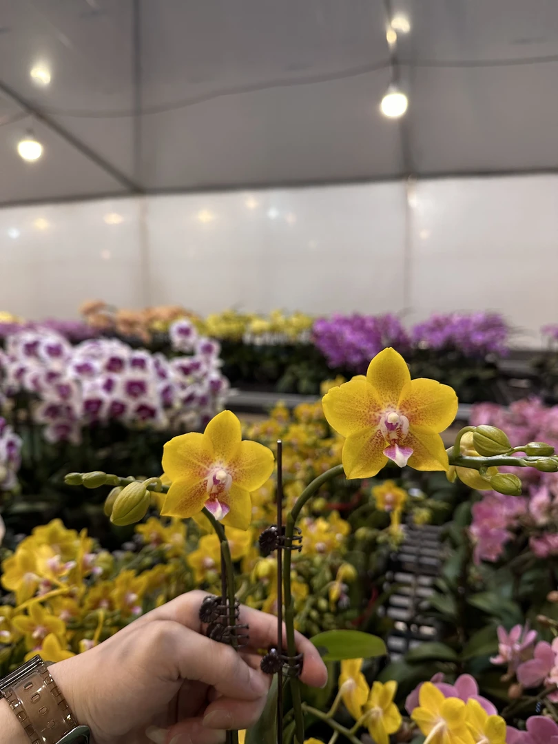 蝴蝶兰【彼自豪】广东基地水培绿植高端花卉高端摆设乔迁开店送礼