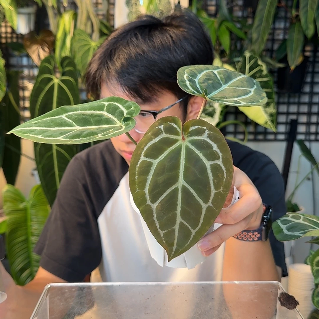 完全开放A180南美水晶杂