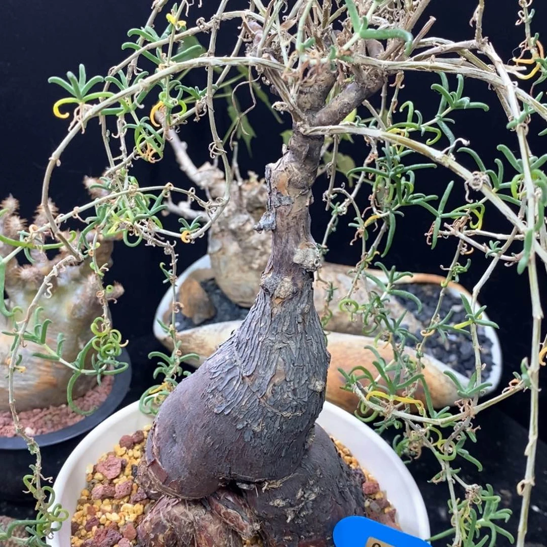 梅斯木枝干番杏多肉