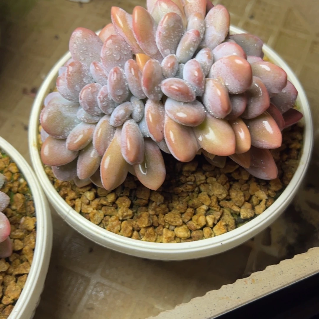 粉兔缀多肉植物29.8