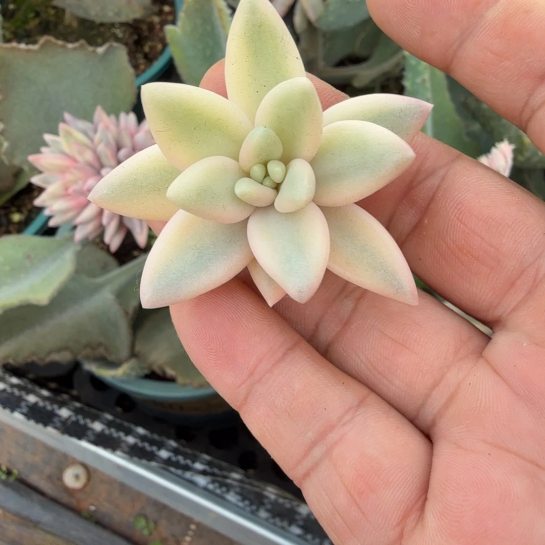 @***池左上角蜜桃啵啵锦