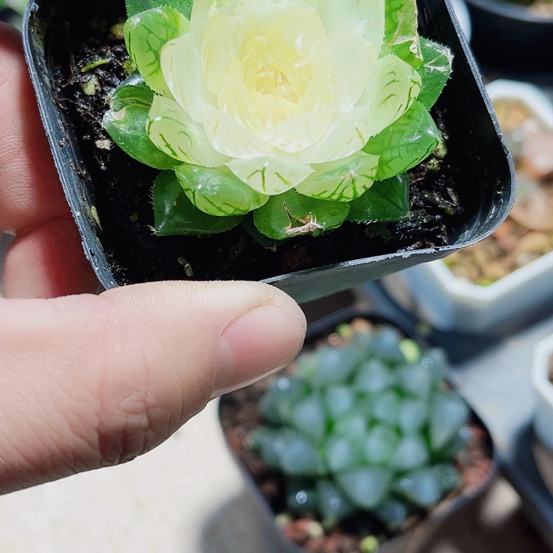 特价处理白莲花系列