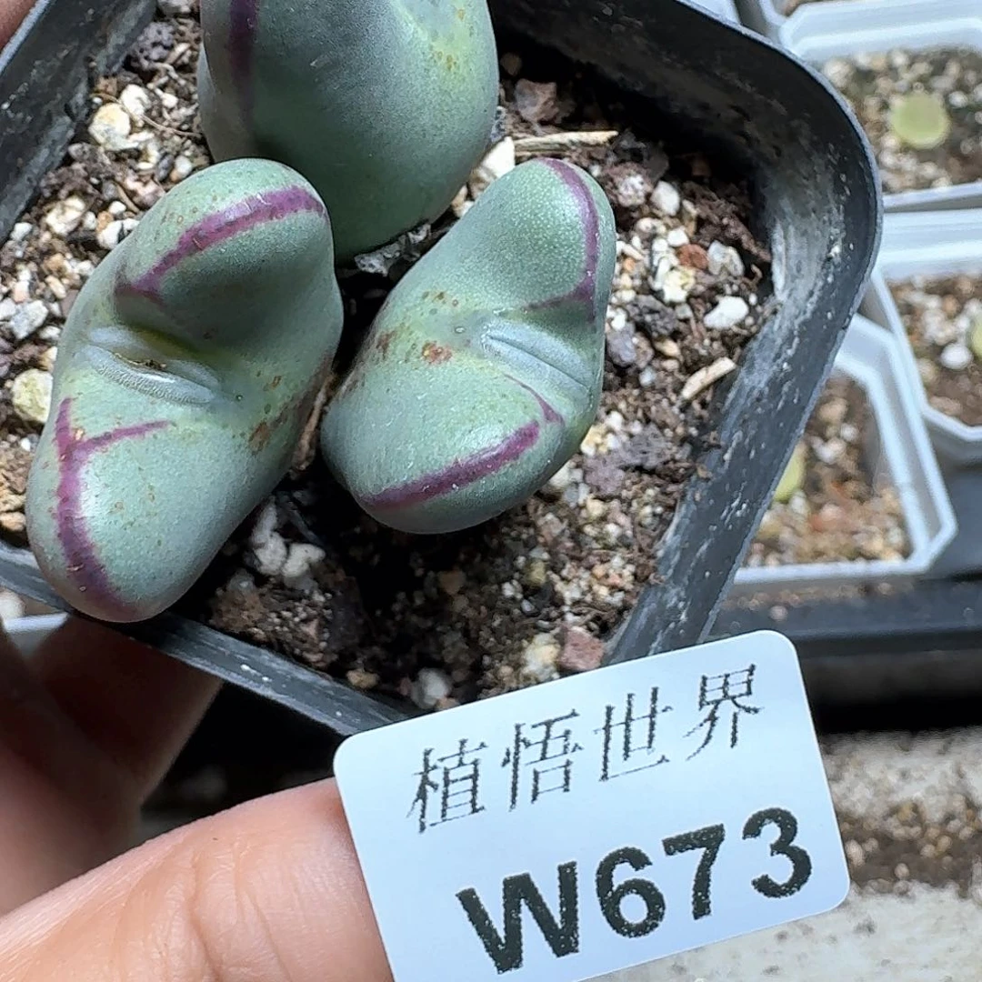 673盒的植物哇c v b b