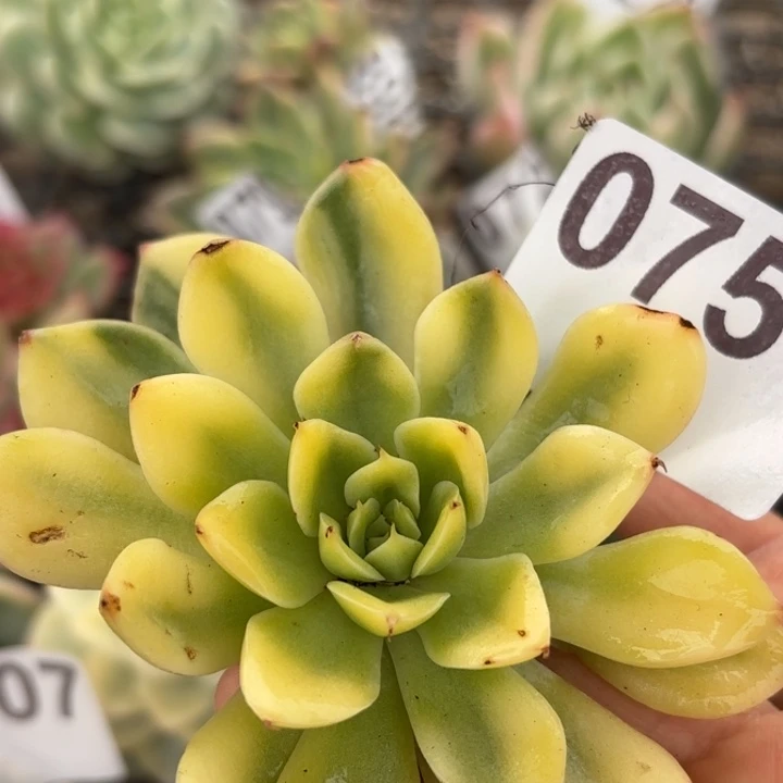 头盖锦满18包邮当场凑单不满包邮次日发顺丰到付