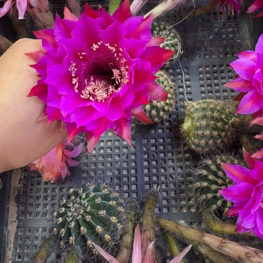 216彩草紫霞歪无根侧牙4公分左右，20包邮